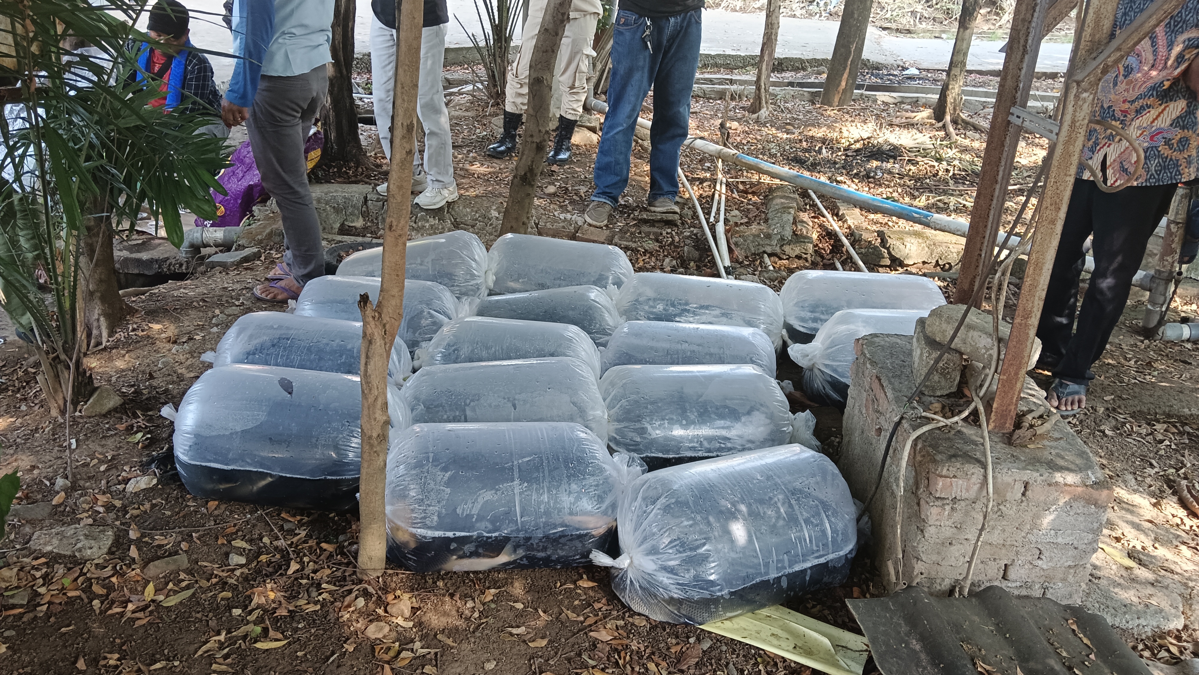 Bantuan berupa ikan mas 400 kg acara Hajat bumi Situ Binong di Desa Hegarmukti